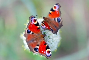 Be a Social Butterfly&hellip;