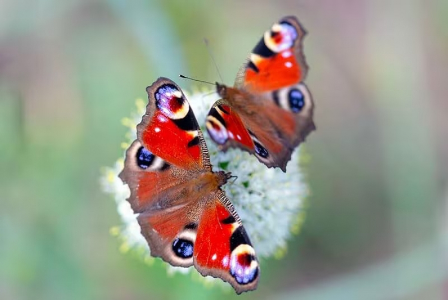 Be a Social Butterfly&hellip;