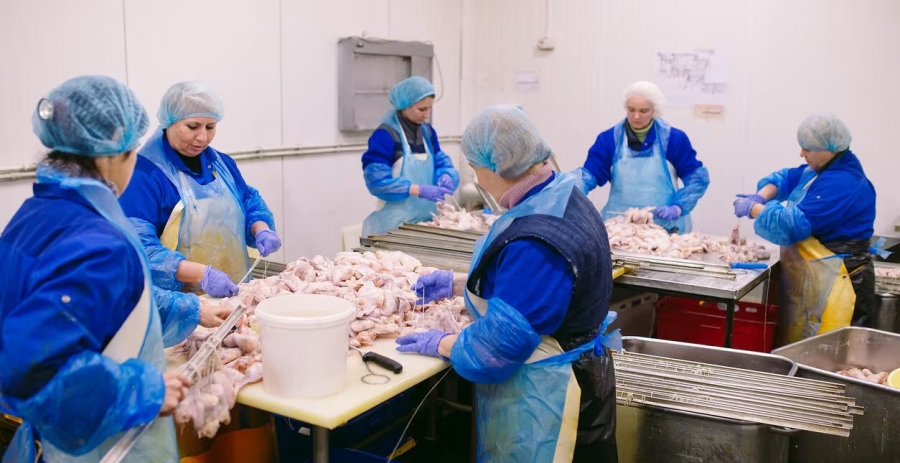 RE Recruitment granted licence for poultry industry visa scheme