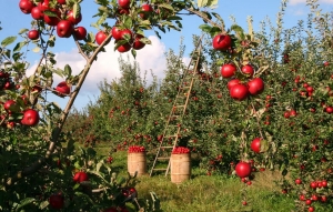 The Impact of Seasonal Work Visas in the UK