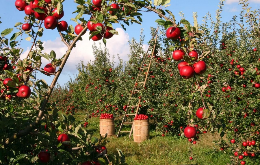 The Impact of Seasonal Work Visas in the UK