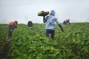 Important Update: Extension to the Seasonal Worker Visa Route