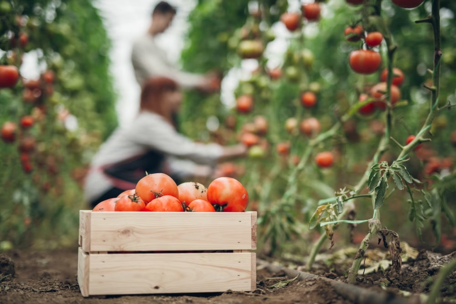 Finding staff for seasonal work